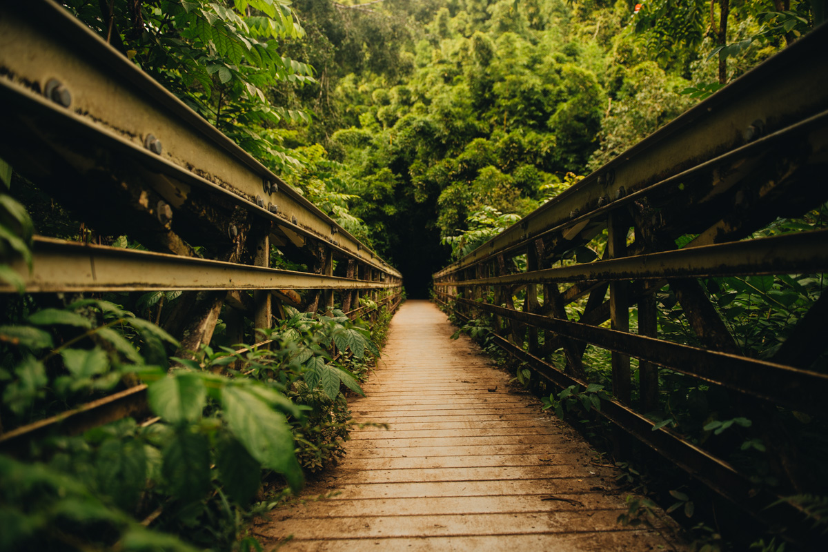 Bridge bamboo forest Haleakala National Park Kipahulu