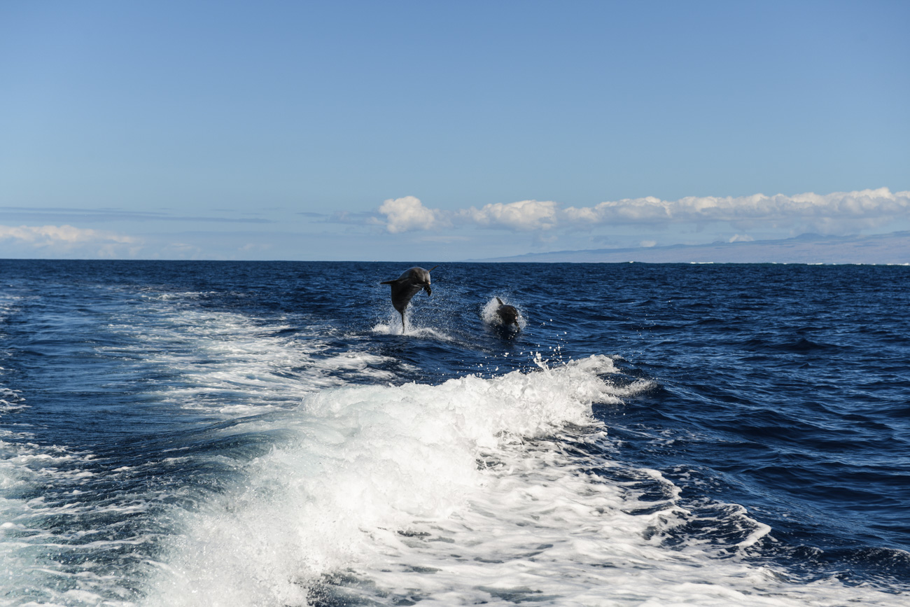Big Island Delfin Tour schnorcheln