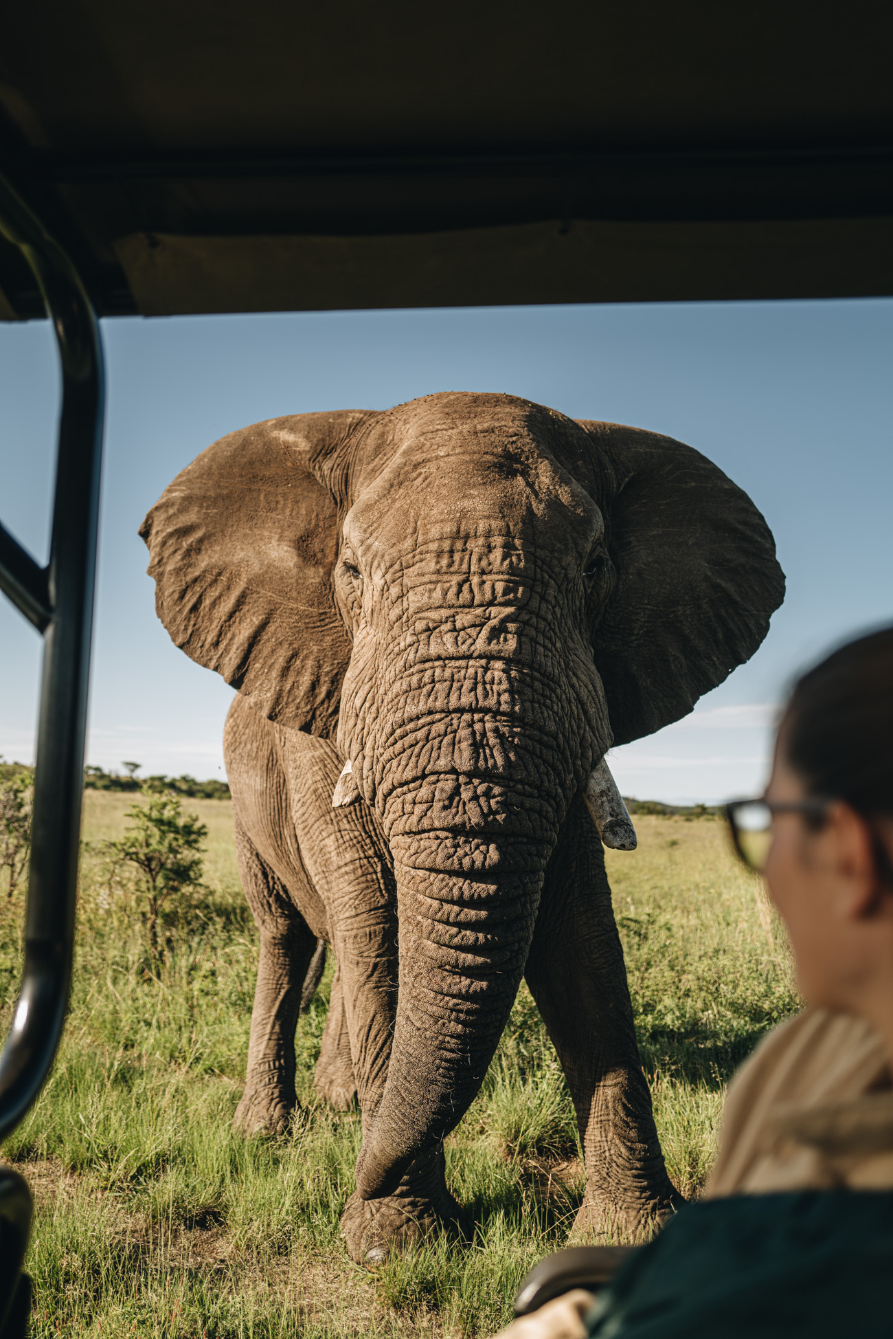 Safari Big 5 Elefant 